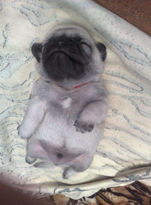 Fotos de Cachorro -- PUG -- - Distrito Federal - Animales / Mascotas