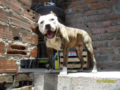 Fotos de Cachorros american pitbull terrier en Lima, Perú