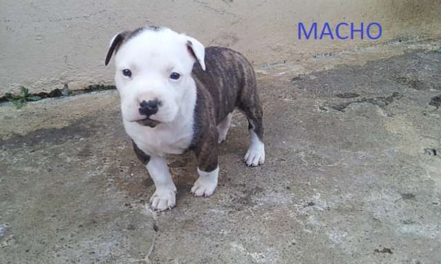 Cachorros american stanford - Heredia, Costa Rica - Animales y ...