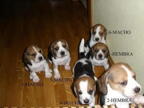 Fotos de Cachorros de Beagle - Navarra - Animales / Mascotas