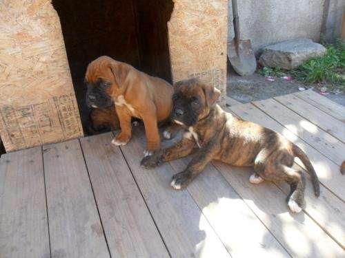 Fotos de cachorros boxer atigrados - Imagui Fotos de cachorros boxer atigrados - Imagui