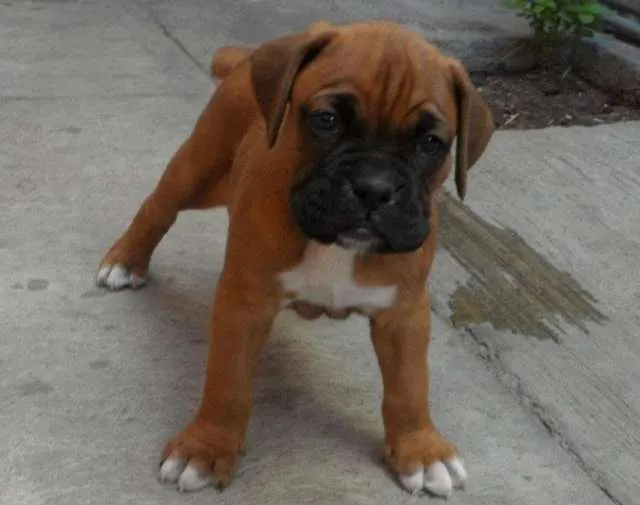Venta de cachorros de boxer - Imagui