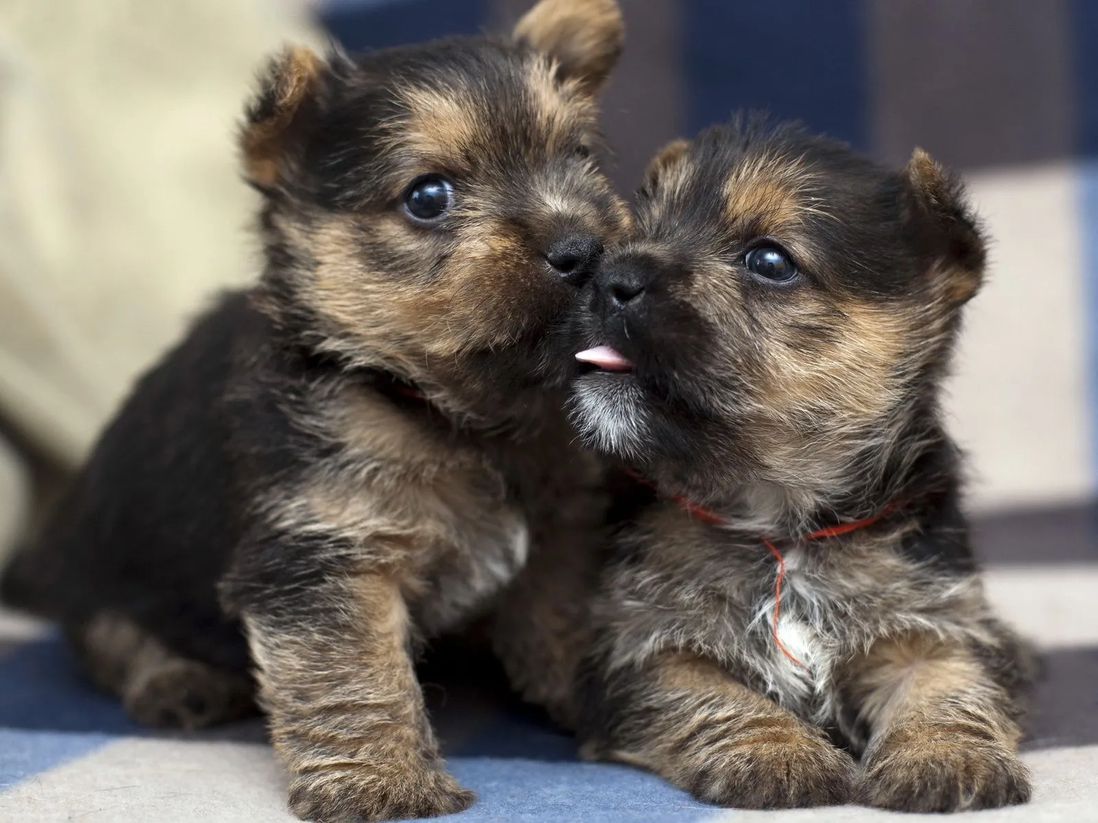 Fotos de cachorros cariñosos ~ Mejores Fotos del Mundo ... Fotos de cachorros cariñosos ~ Mejores Fotos del Mundo ...