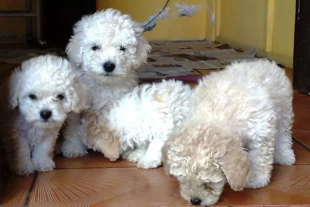 Fotos de Cachorros FRENCH POODLE DE OFERTA A $ 45 - Pichincha ...