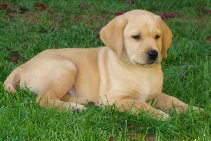 Aqui fotos de cachorros labradores | Educa a tu Perro Con Brandom