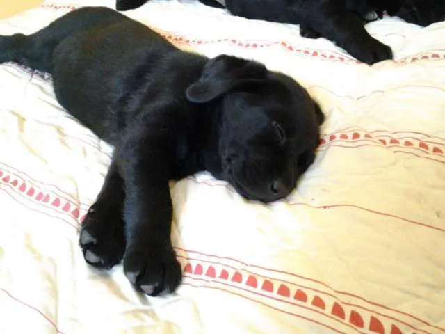 Fotos de cachorros labradores hembra color negro - Talca ...