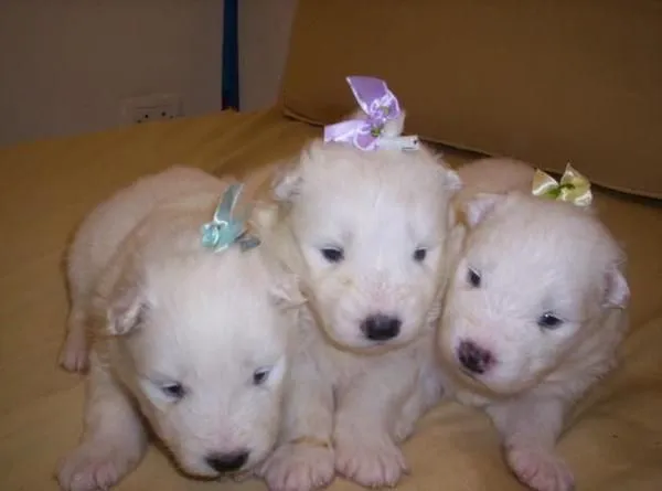 Fotos de cachorros de perros bonitos - Imagui