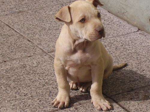Fotos de Cachorros pitbull en Buenos Aires, Argentina