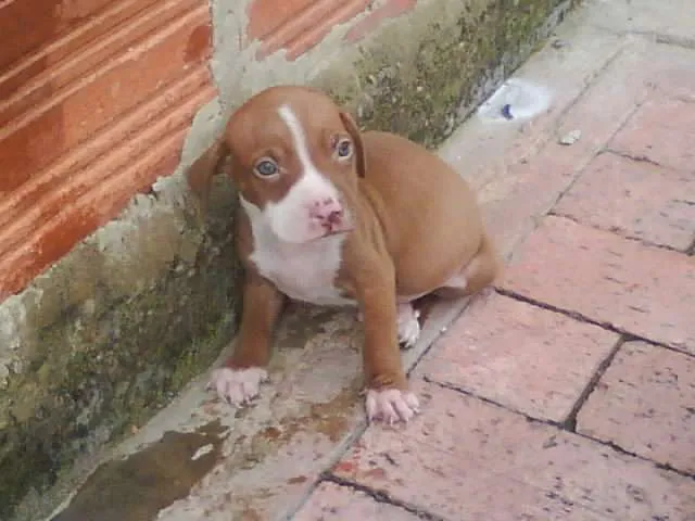 Fotos de cachorros pitbull stanford de1 mes de nacidos - Bogotá ...
