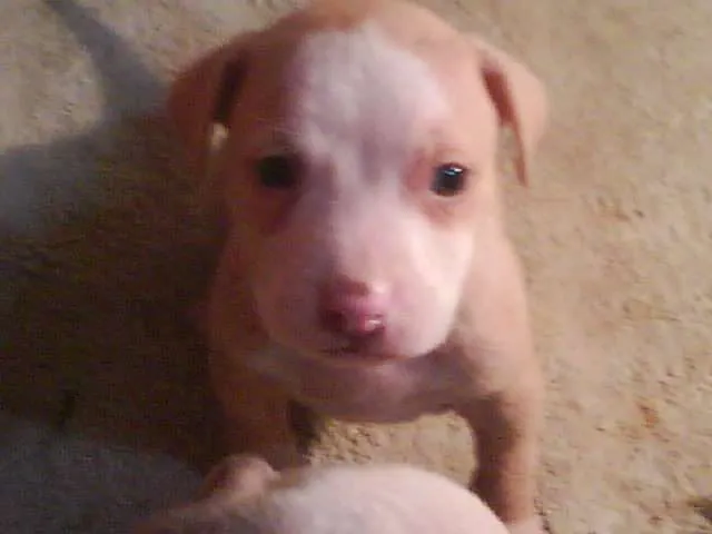 Cachorros pitbull de 1 mes - Imagui