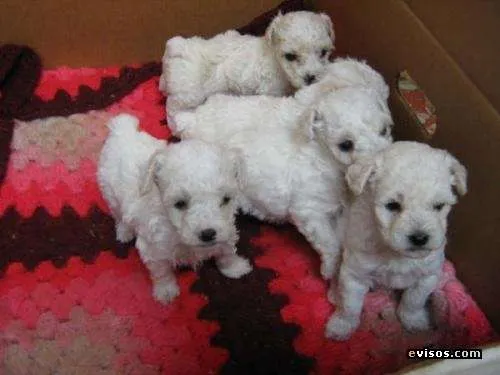 Fotos de cachorros poodle toy muy finos en venta 9-0245509 ...