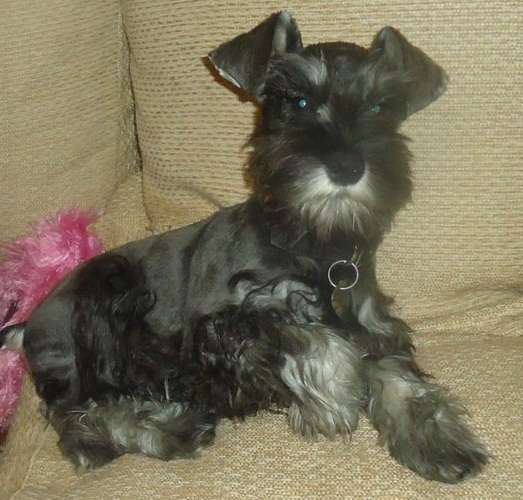 Fotos de Cachorros schnauzer mini sal y pimienta en Santa Fe ... Fotos de Cachorros schnauzer mini sal y pimienta en Santa Fe ...