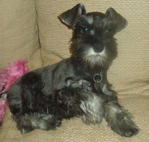 Fotos de Cachorros schnauzer mini sal y pimienta en Santa Fe ...