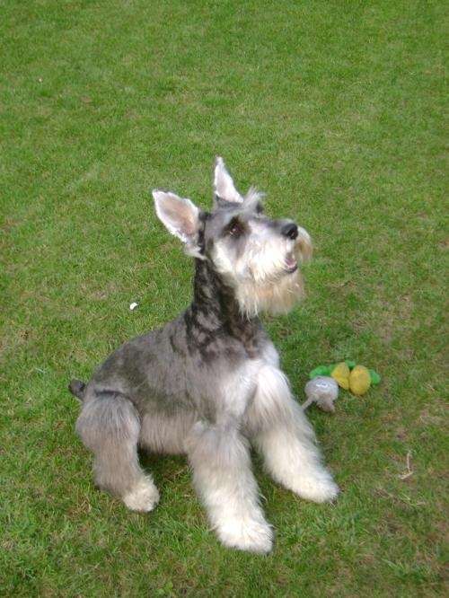 Fotos de Cachorros schnauzer miniatura sal y pimienta inscritos ... Fotos de Cachorros schnauzer miniatura sal y pimienta inscritos ...