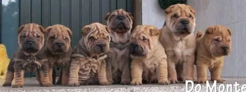 Fotos de cachorros shar pei chocolates y leonados - La Coruña ...