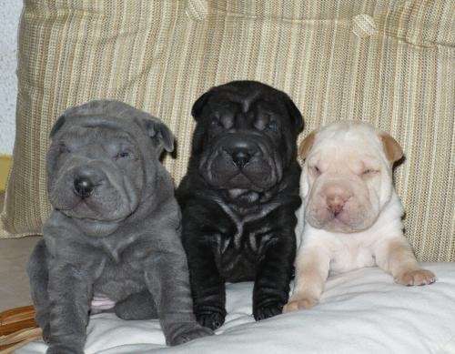 Perros shar pei bebés en venta - Imagui
