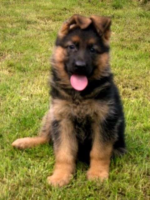 Pin Cachorros Pastor Aleman Negro Solido Linea Trabajo on Pinterest
