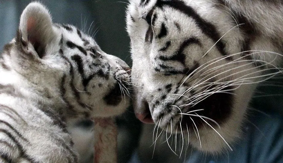 FOTOS: cachorros de tigres blancos de la India conmueven en ... FOTOS: cachorros de tigres blancos de la India conmueven en ...