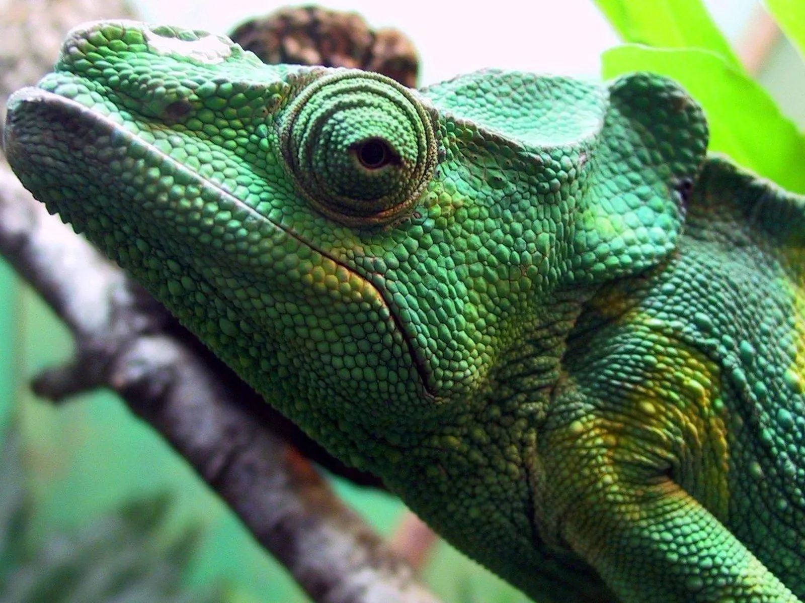 fotos de un camaleon para facebook Mejores fotos del mundo para ... fotos de un camaleon para facebook Mejores fotos del mundo para ...