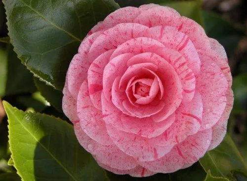 Fotos de Camelias, la dama de las flores