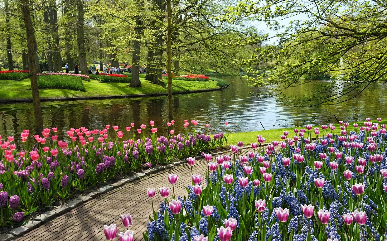 Fotos de campo de flores | Fotos Bonitas de Amor | Imágenes ... Fotos de campo de flores | Fotos Bonitas de Amor | Imágenes ...