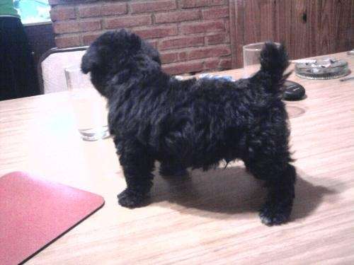 Fotos de caniche negro espectacular - Santa Fe - Animales / Mascotas