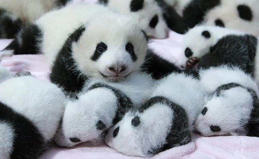 FOTOS: Catorce bebés de osos panda son presentados en China | Foto ...