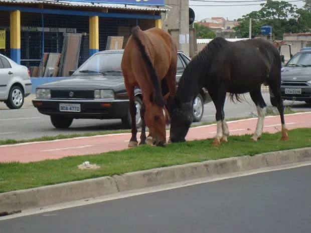 Cavalos cruzando fotos - Imagui