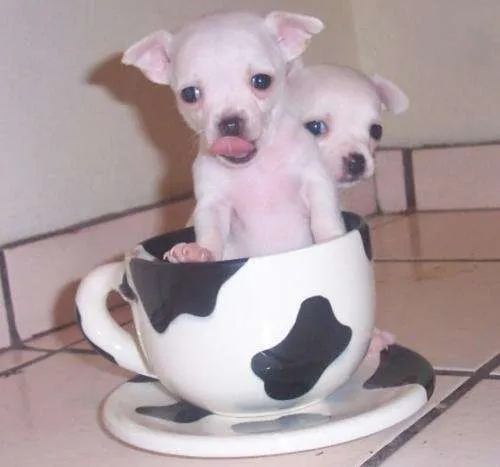Fotos de CHIHUAHUA DE BOLSILLO - México - Animales / Mascotas