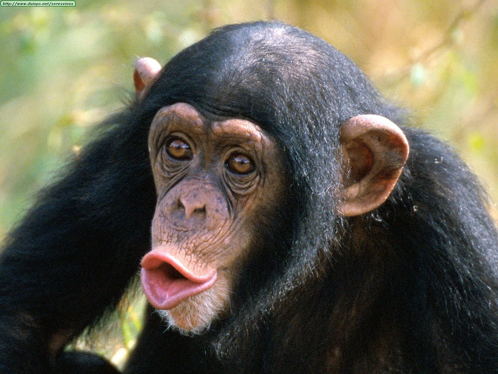 Fotos de chimpancés (I)