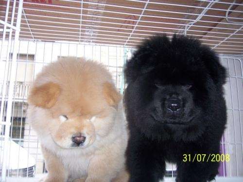 Fotos de CHOW CHOW CACHORROS EXCELENTES - Capital Federal ... Fotos de CHOW CHOW CACHORROS EXCELENTES - Capital Federal ...