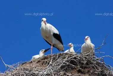 ... fotos de cigüeñas | Fotos, Banco de fotos, Galería de fotografía