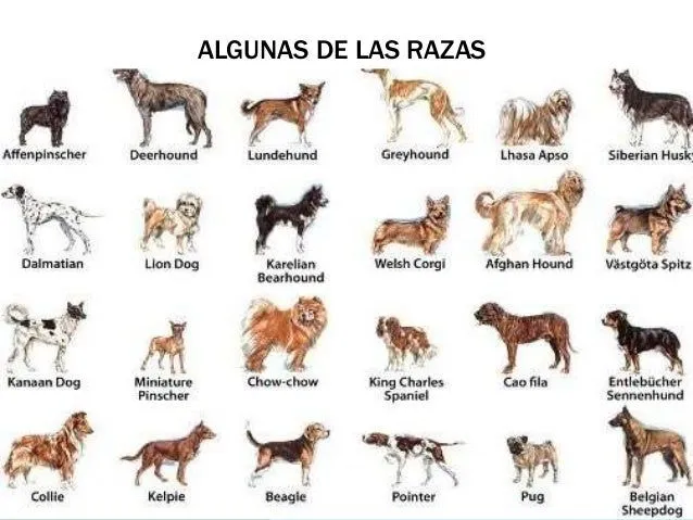 Fotos de clases de perros - Imagui