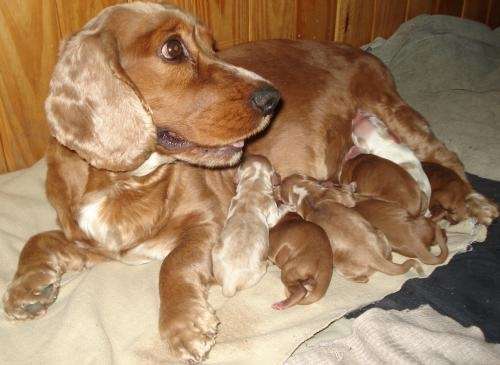 Fotos de cocker spaniel bebés - Imagui