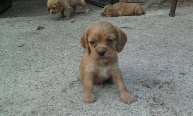 Cocker spaniel en venta, preciosos cachorritos 100% raza ...