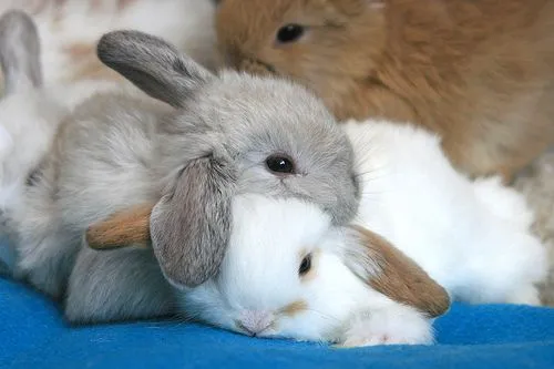 Conejitos