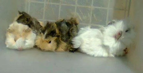 Fotos de CONEJO CABEZA DE LEÓN Y CUYO PERUANO EN VENTA. - México ... Fotos de CONEJO CABEZA DE LEÓN Y CUYO PERUANO EN VENTA. - México ...