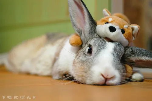 Conejitos Tiernos. - Taringa!