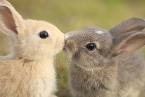 conejos bebes | Tumblr