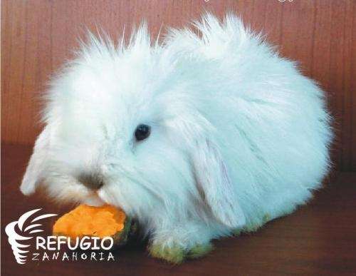Fotos de CONEJOS ENANOS BEBES mini lop, cabeza de leon, angora ... Fotos de CONEJOS ENANOS BEBES mini lop, cabeza de leon, angora ...