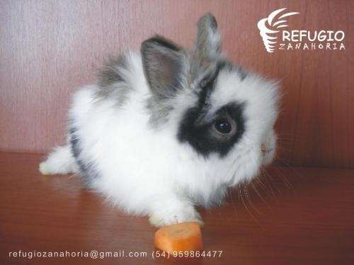 Fotos de CONEJOS ENANOS BEBES mini lop, cabeza de leon, angora ...