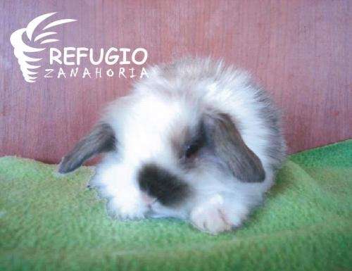 Fotos de CONEJOS MASCOTA mini lop, cabeza de leon, angora, fuzzy ... Fotos de CONEJOS MASCOTA mini lop, cabeza de leon, angora, fuzzy ...