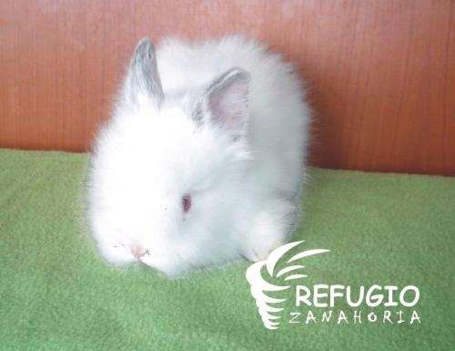 Fotos de CONEJOS MASCOTA mini lop, cabeza de leon, angora, fuzzy ... Fotos de CONEJOS MASCOTA mini lop, cabeza de leon, angora, fuzzy ...