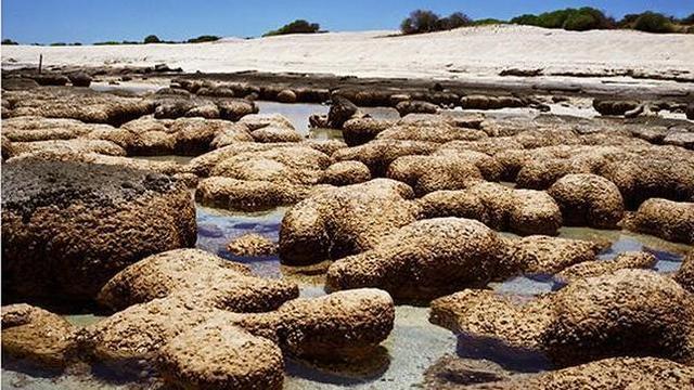 FOTOS: conoce los 10 seres vivos más viejos que existen en el ...