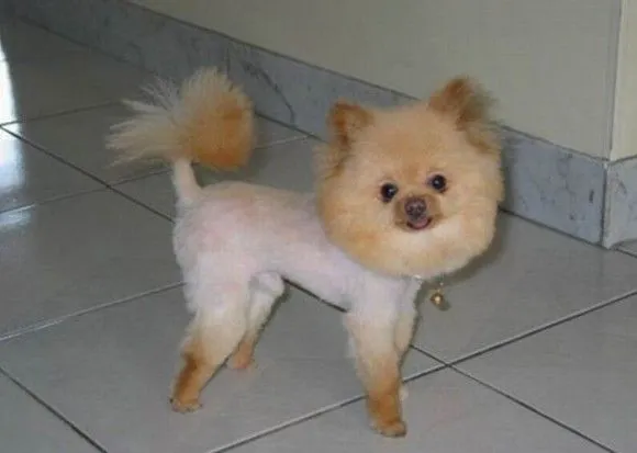 En fotos, cortes de cabello para perros | Cubadebate En fotos, cortes de cabello para perros | Cubadebate