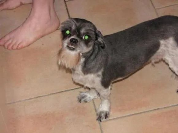 En fotos, cortes de cabello para perros | Cubadebate En fotos, cortes de cabello para perros | Cubadebate