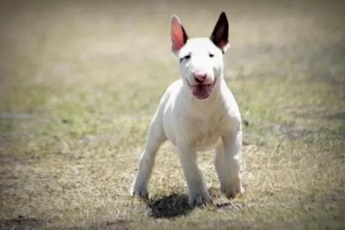 Fotos de CRIADERO KENNEL - BULL TERRIER STANDARD Y MINIATURA ... Fotos de CRIADERO KENNEL - BULL TERRIER STANDARD Y MINIATURA ...