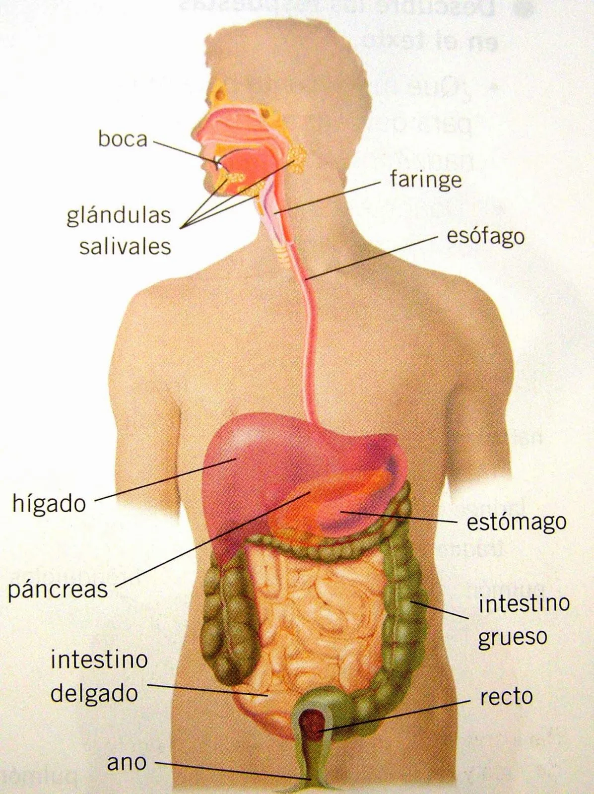 APARATO DIGESTIVO | EL BLOG DE 6ºB