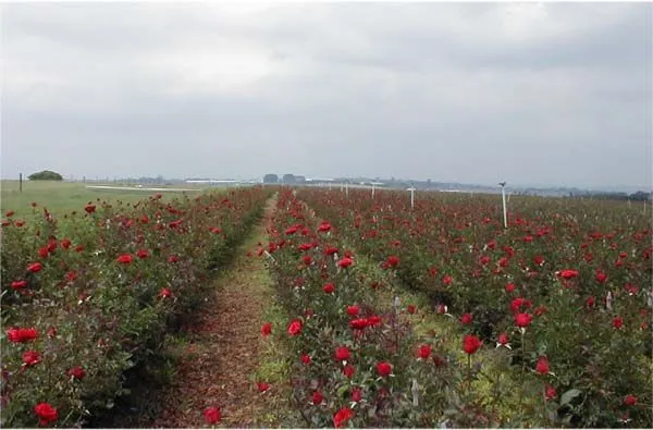 Fotos das rosas vermelhas e campos de Rosas de Holambra - SP, por ... Fotos das rosas vermelhas e campos de Rosas de Holambra - SP, por ...