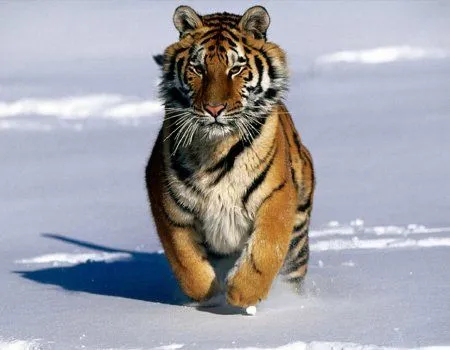 Fotos-de-tigres-como-fondo-de- ...